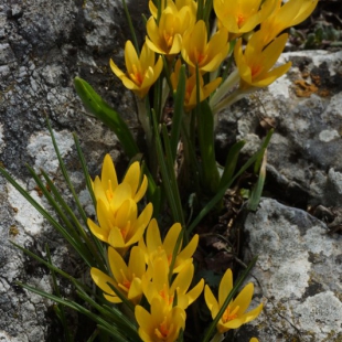 Crocus danfordiae